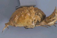 日本饅頭蟹藏品圖，第6張